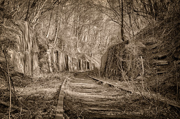 forest