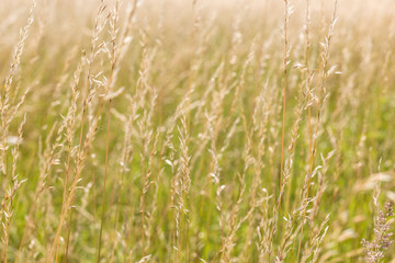 Gräser auf einer Wiese im Juni
