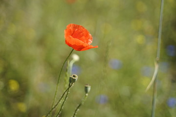 Mohnblume im Juni