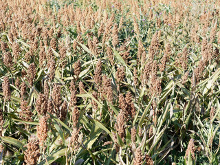 Sorghum bicolor | Sorgo commun ou sorge cultivé