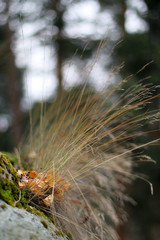 Autumn grass and dry leaves on a forest background. Blurred background. Moss on the rocks.