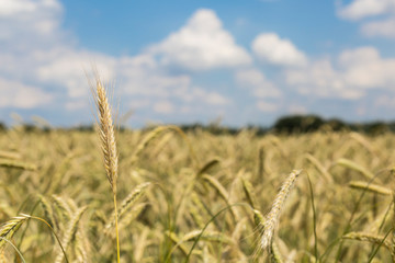 Naklejka premium Getreide im Juni