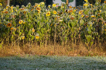 the first frosts in autumn, wilted and frozen sunflower flowers bowed their heads. frost on leaves and petals. the approach of winter, change of seasons, a warm autumn night cold