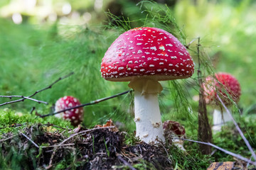 Fliegenpilz im Thüringer Wald