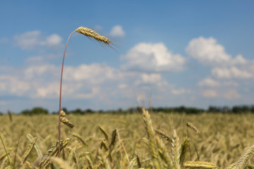 Obraz premium Getreide im Juni am Rande von Berlin