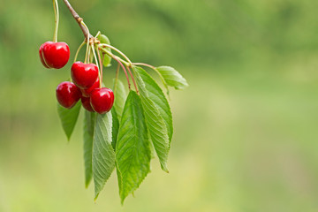 Sweet cherry red berries on a tree branch close up. Selective focus. Close-up of the fruits of a large dark red ripe sweet cherry on a branch in the garden against the background of bright green.