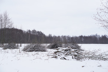 Winter landscape with harvesting firewood in the forest. Forest sawmill and logs covered with snow. Stock photo for design
