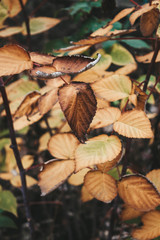 autumn leaves on a background
