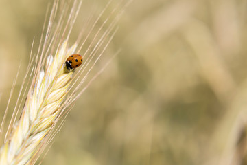 Marienkäfer auf Getreide