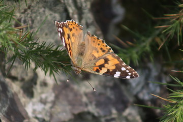 Painted Lady butterfly resting