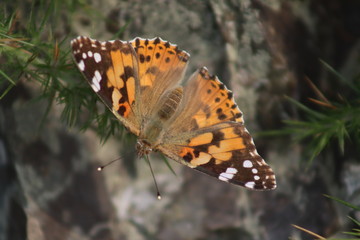 Painted Lady butterfly resting