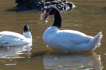 Naklejka premium Black-Necked Swan. (Cisne de Cuello Negro). Latin Name: Cygnus Melancoryphus. R. Valparaiso. Chile
