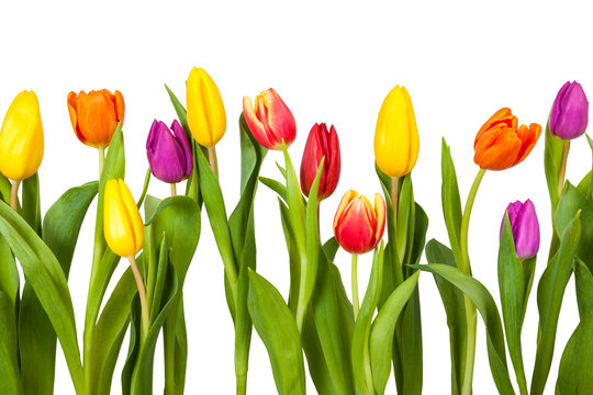Bunte Tulpen Freisteller