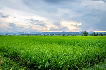  Sunset light in the green field.