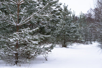 Beautiful winter landscape in a snowy forest. Beautiful Christmas trees in a snowdrift and snowflakes. Stock photo for new year