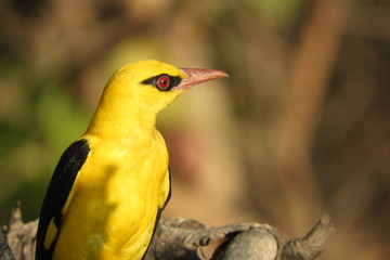 A golden oriole portrait.