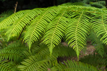 green fern leaf