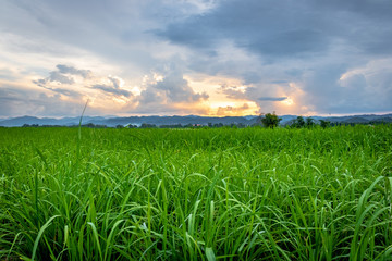  Sunset light in the green field.