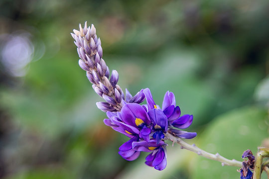 Autumn blooming purple arabescens flower kudzu flower closeup