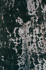 Tree photo that was taken in Camps Elisis, Lleida.