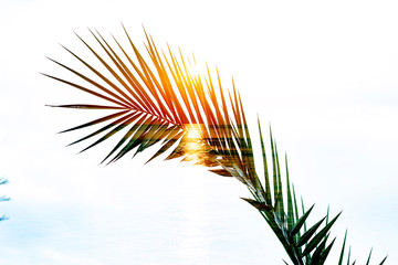 Fototapeta premium Tropical palm branches. Double exposure. Summer background.