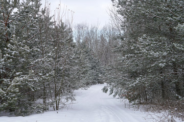 Beautiful winter landscape in a snowy forest. Beautiful Christmas trees in a snowdrift and snowflakes. Stock photo for new year