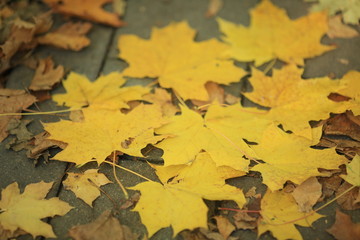 Autumn yellow maple leaves lie on the sidewalk in a park.