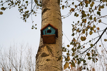 bird house on oak tree in autumn 