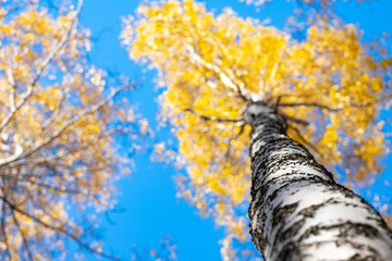 Yellow crown of birch in the fall against the blue sky. Birch trunk with a yellow crown.