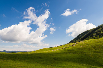 Field and blue sky