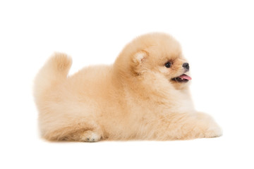 Pomeranian puppy beige color