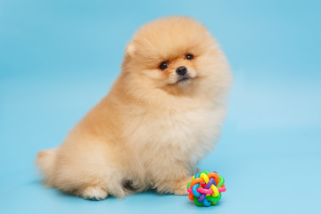 Beige Pomeranian puppy and a toy ball