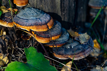 Mushrooms on a forest stump