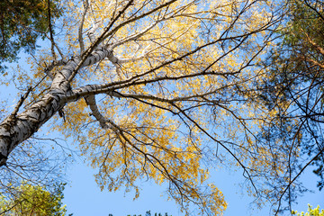 Yellow crown of birch in the fall against the blue sky. Birch trunk with a yellow crown.