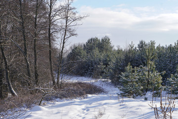 Beautiful winter landscape in a snowy forest. Beautiful Christmas trees in a snowdrift and snowflakes. Stock photo for new year