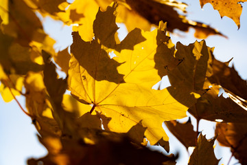 Yellow maple leaves. Close-up of autumn leaves