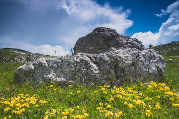 flowers on top of mountain