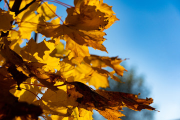 Yellow maple leaves. Close-up of autumn leaves