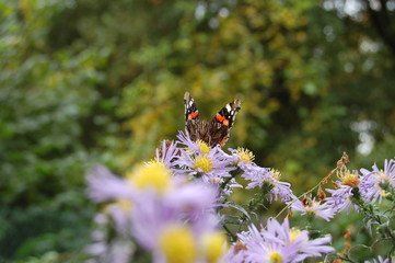 Papillon
