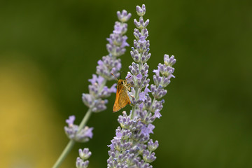 Butterfly and lavenders, Auvergne, France.