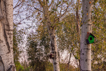 Fototapeta premium bird house on oak tree in autumn 
