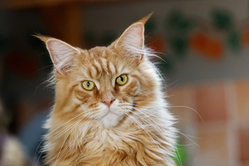 Chat Maine Coon en gros plan