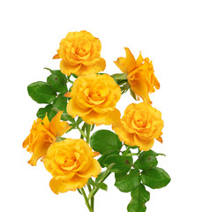 beautiful bouquet of blooming yellow roses on green stems with leaves
