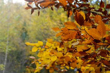 orange colored leaves in autumn