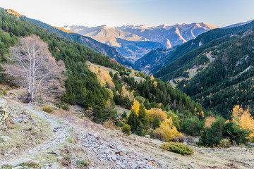 Forests of Arinsal valley in Andorra