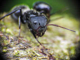 Macro ant