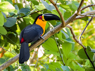 Chanel-billed Toucan
