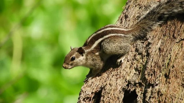 The Indian palm squirrel Funambulus palmarum jumping in tree trunk in search of foods. 4K Video