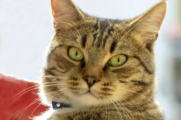 Portrait of a home, gray cat.