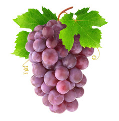 Fototapeta premium Isolated grapes. Hanging bunch of red grapes with leaves and tendrils isolated on white background with clipping path